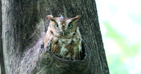 Eastern Screech Owl_2020May25_0328_00000_13090201