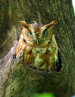 Eastern Screech Owl_2020May25_0330