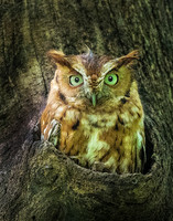 Eastern Screech Owl_2020May25_0340e