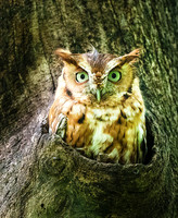 Eastern Screech Owl_2020May25_0342A