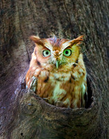 Eastern Screech Owl_2020May25_0342-denoise-clear1