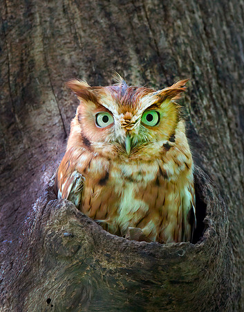 Eastern Screech Owl_2020May25_0342-denoise-clear1