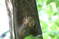 Eastern Screech Owl_2020May25_0342-denoise-clear