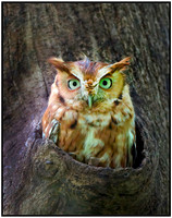 Eastern Screech Owl_2020May25_0342-denoise-clear15x7