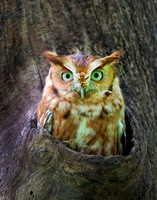 Eastern Screech Owl_2020May25_0342-denoise-clear11114