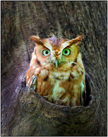 Eastern Screech Owl_2020May25_0342-denoise-clear11114wall 07212020