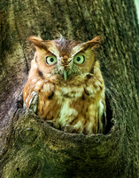 Eastern Screech Owl_2020May25_0342ereduced