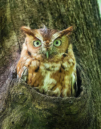 Eastern Screech Owl_2020May25_0342ereduced