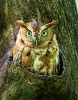 Eastern Screech Owl_2020May25_0342e
