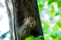 Eastern Screech Owl_2020May25_0342FR