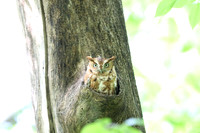 Eastern Screech Owl_2020May25_0342-gigapixel-scale-4_00x