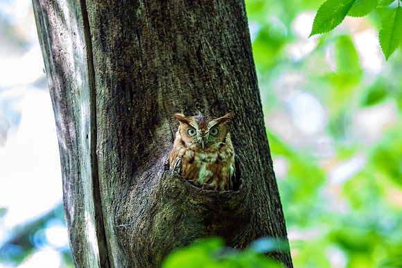 Eastern Screech Owl_2020May25_0342FR-denoise-denoise