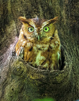 Eastern Screech Owl_2020May25_0346
