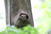 Eastern Screech Owl 20200521
