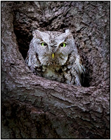 Eastern Screech Owl 2020